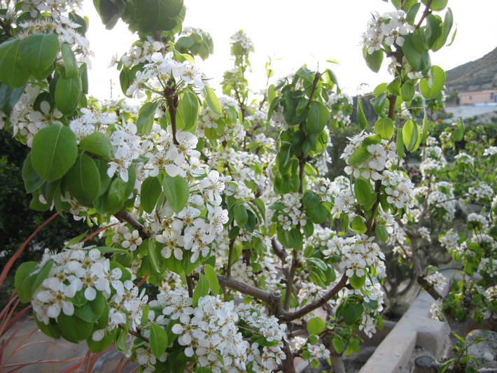 Pear blossom