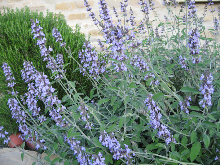 Sage and rosemary in the herb garden