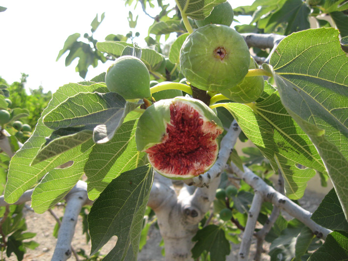Ripe figs in July